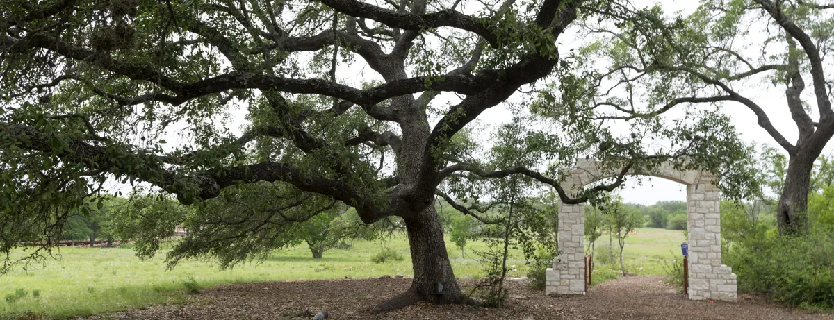 A wide live oak spreading over a Central Texas meadow